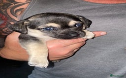 Chihuahua dogs for sale: Beautiful chihuahua pups - Image 3