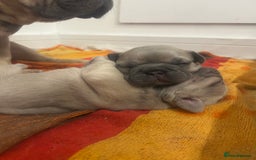 French Bulldog dogs for sale: Female frenchies  - Image 4
