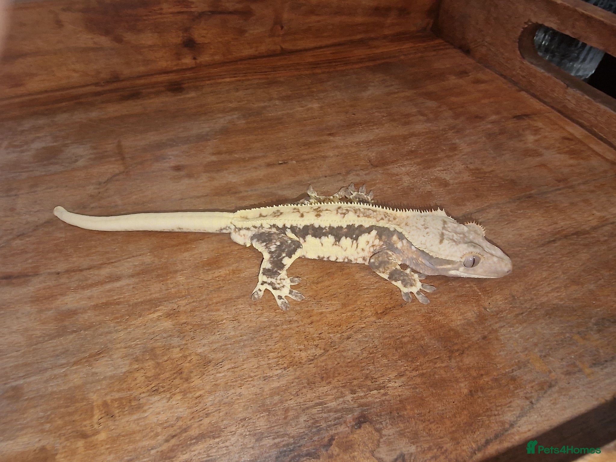 Gecko reptiles for sale: 8x Crested geckos/Full collection available!  - Advert 2