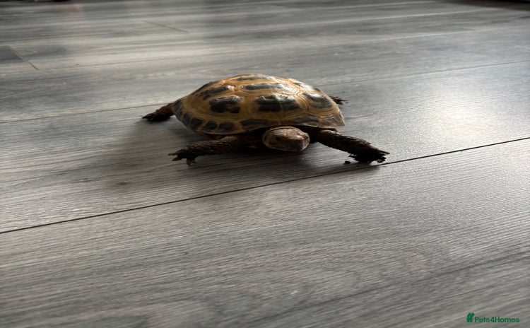 Tortoise reptiles - Advert 2