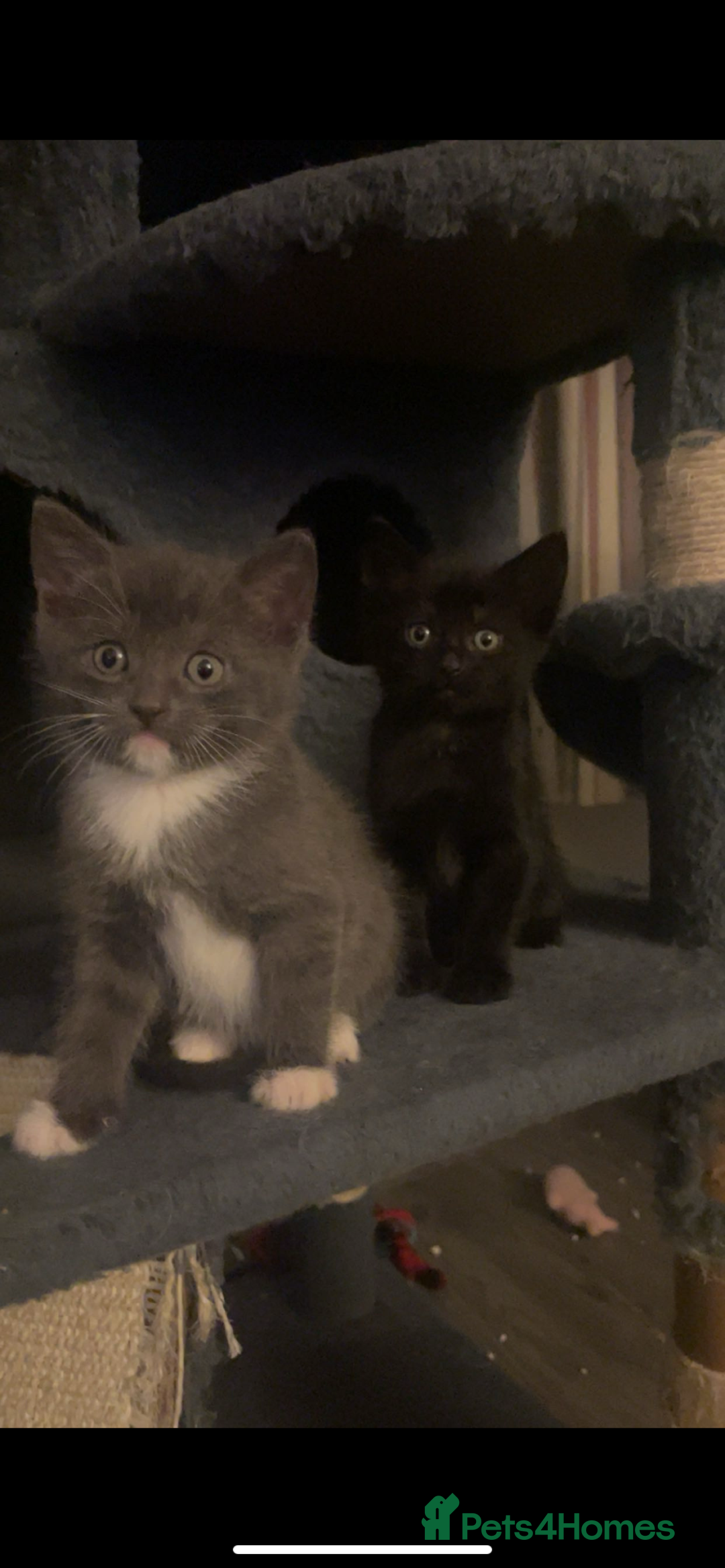 Mixed Breed cats for sale: British blue/Russian blue cross - Image 8
