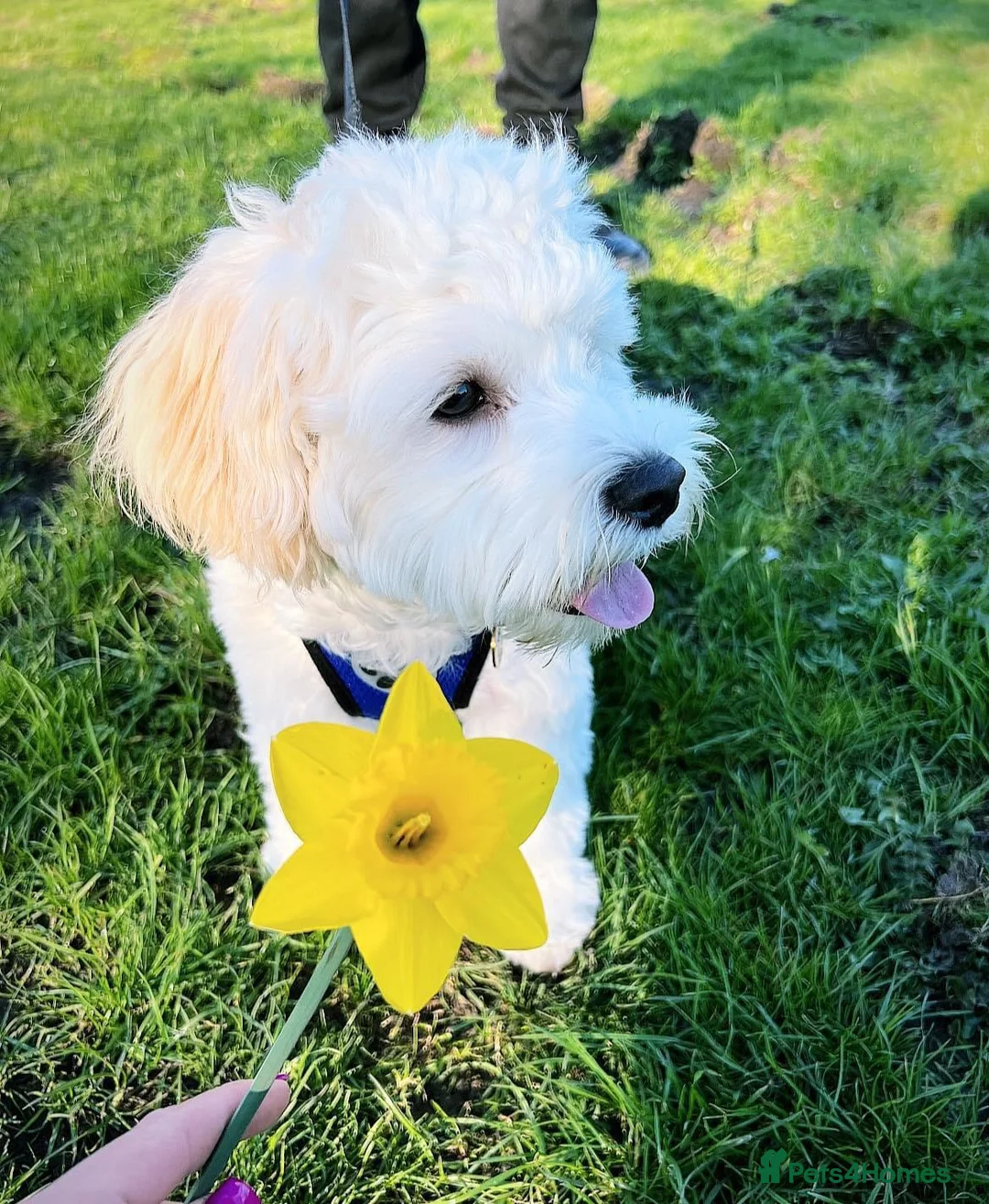 Bichon Frise dogs for sale: Alfie - Advert 5