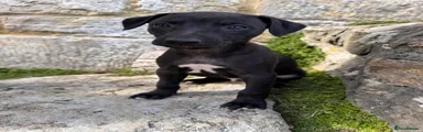 Whippet 1