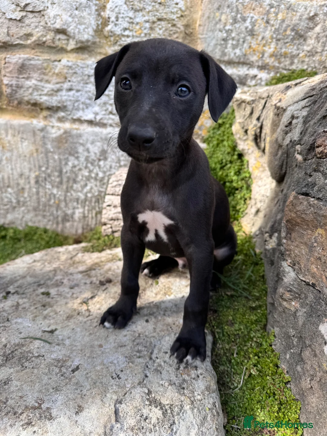 Whippet dogs for sale: Gorgeous family dogs looking for loving homes  - Advert 1