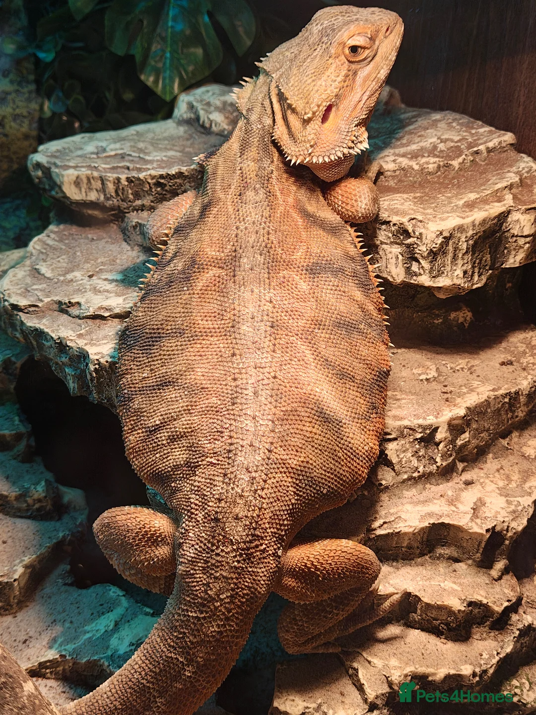 Bearded Dragon reptiles for sale: Female bearded dragon in Barnsley - Advert 1