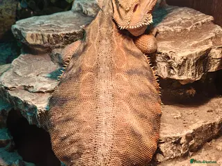 Bearded Dragon reptiles Female bearded dragon - Advert 1