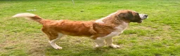 Saint Bernard dogs for sale: Saint Bernard female - Advert 4