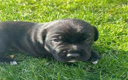 Mixed Breed dogs for sale: Sprocker cross blue staffy puppies for sale  - Image 4