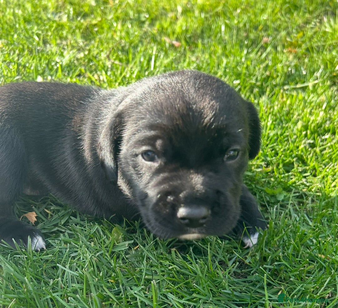 Mixed Breed dogs for sale: Sprocker cross blue staffy puppies for sale  - Image 4