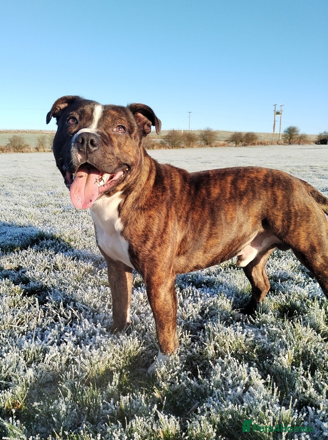 Staffordshire Bull Terrier dogs for sale: Male Staffie  - Advert 2