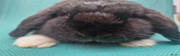 Mini Lop rabbits for sale: Male mini lop rabbits. Exceptionally well bred!  - Advert 31
