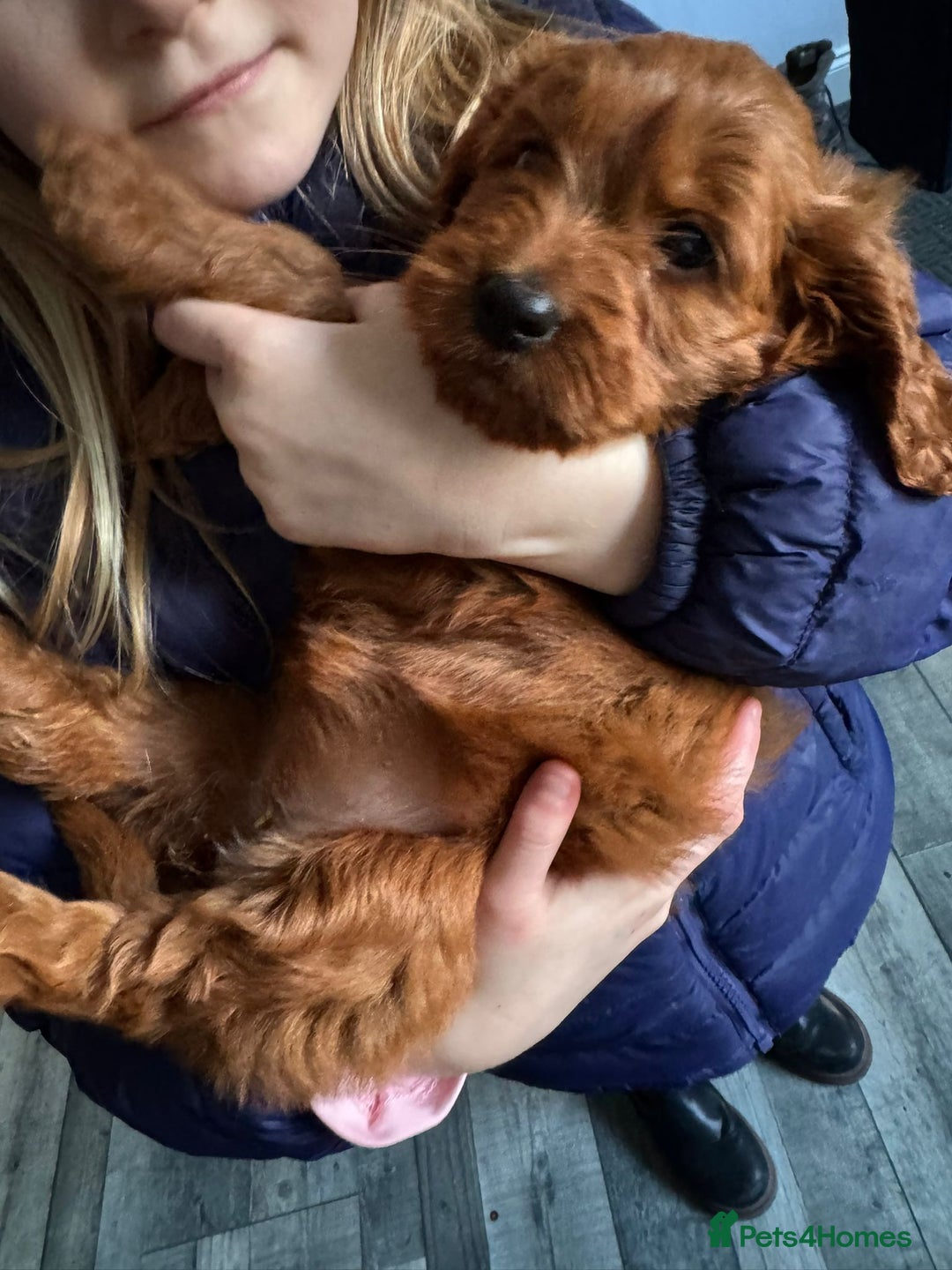 Cockapoo dogs for sale: Fox Red cockapoos for sale  - Advert 7