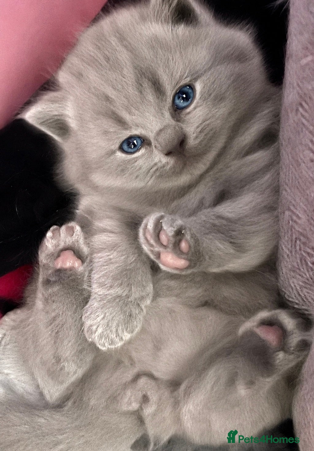 British Shorthair cats Chunky GCCF British shorthair  - Advert 1