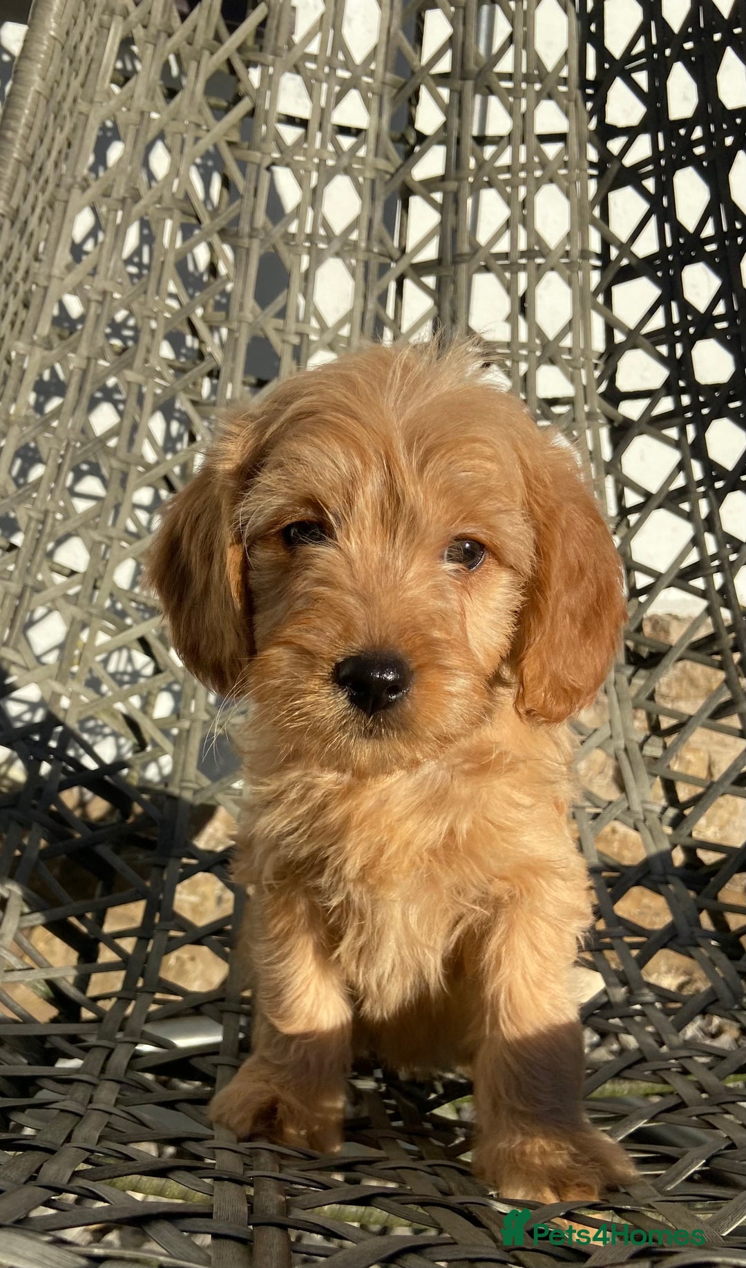 Mini Goldendoodle dogs for sale: Mini Goldendoodle Puppies ready now  - Advert 11