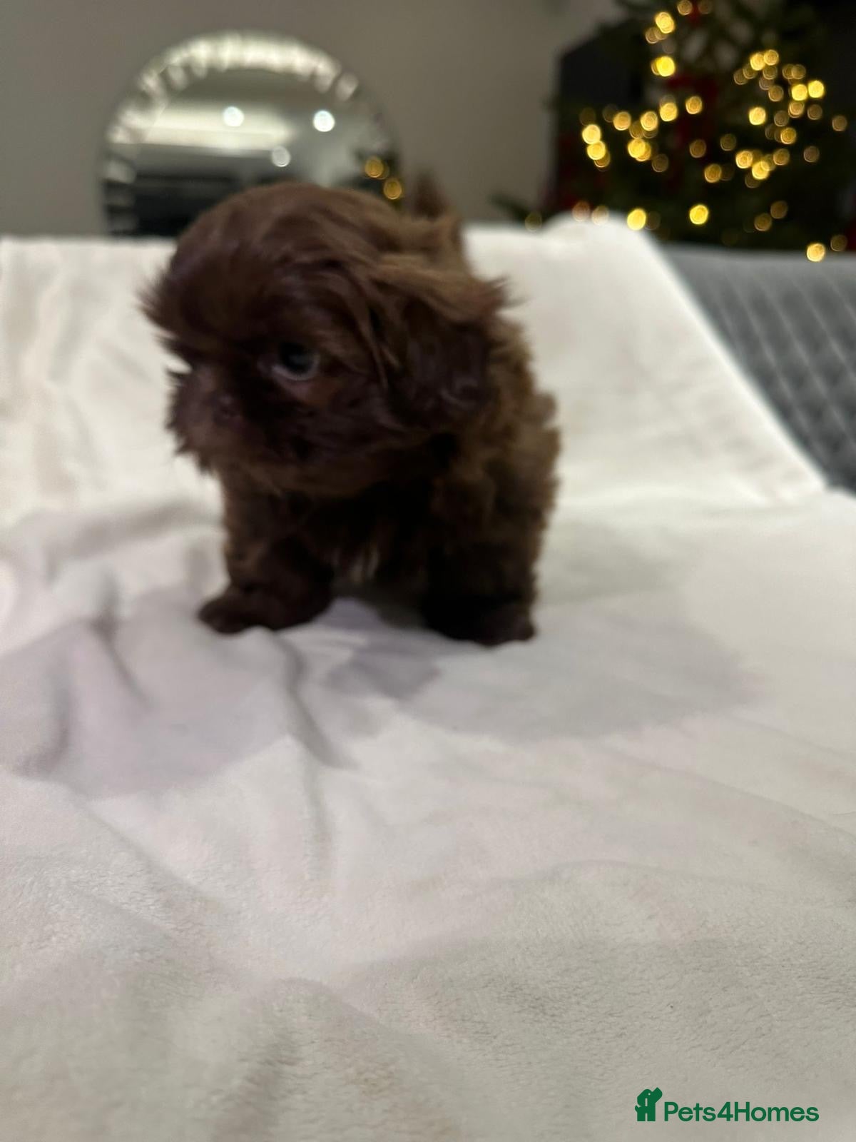 Shih Tzu dogs kC Imperial Shih tzu Ready now only 1 girl left  - Advert 8
