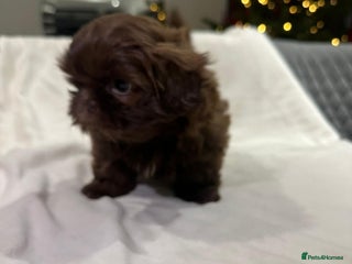 Shih Tzu dogs kC Imperial Shih tzu Ready now only 1 girl left - Advert 8
