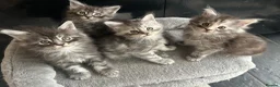 Maine Coon cats for sale: 4 Maine Coon Kittens left due to time wasters  - Advert 9