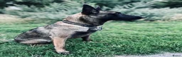 Belgian Shepherd Dog dogs for stud: The one and only Rex in London - Advert 12