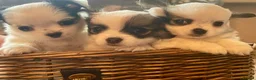Chihuahua dogs for sale: Beautiful Chihuahuas girls in Bootle - Advert 12
