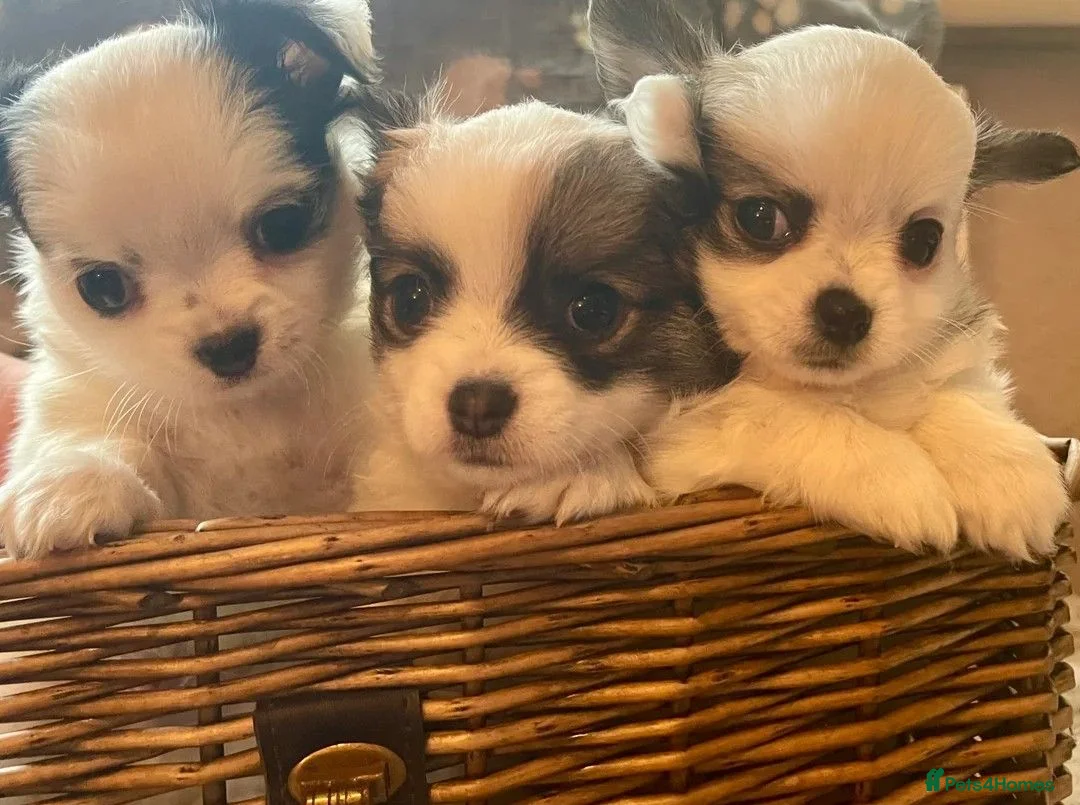 Chihuahua dogs for sale: Beautiful Chihuahuas girls in Bootle - Advert 12