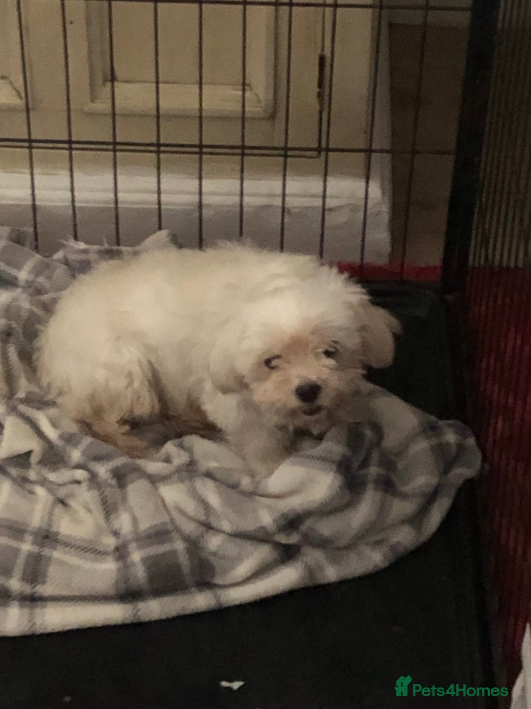 Maltese dogs for sale: Maltese puppies for sale  - Advert 13