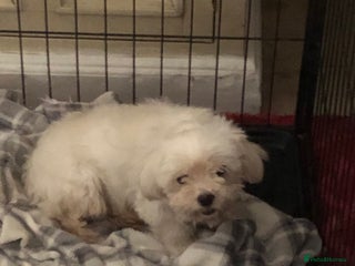 Maltese dogs Maltese puppies for sale - Advert 1