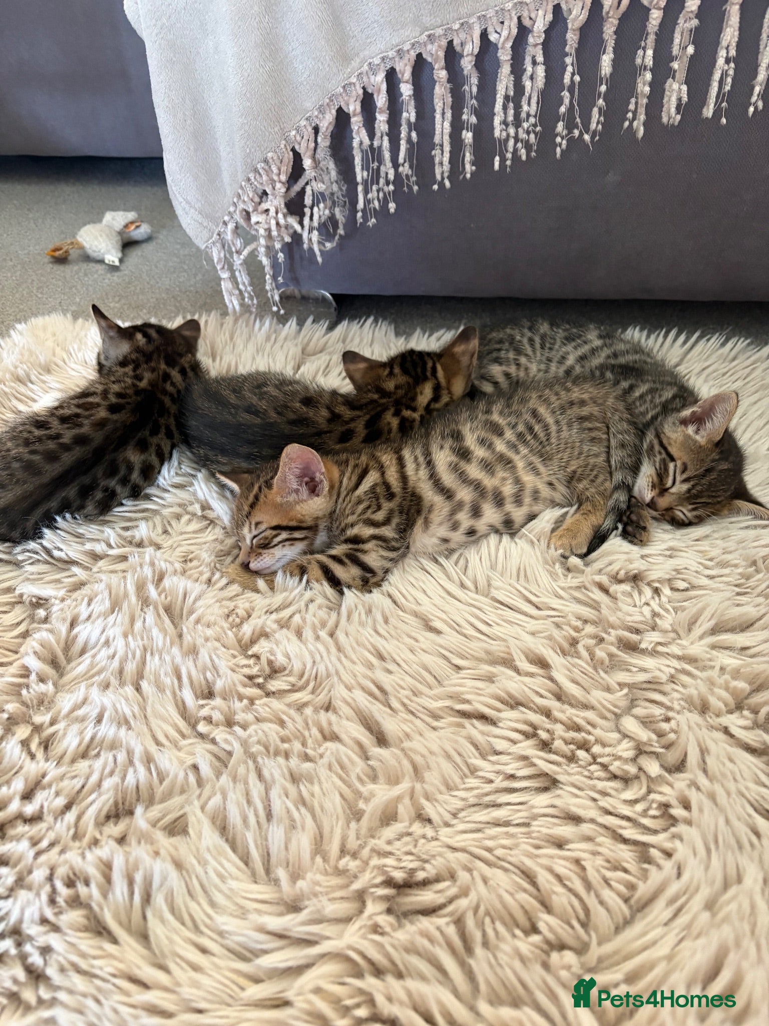 Bengal cats Bengal kittens for sale  - Advert 18