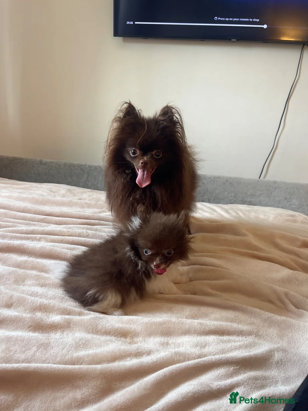 Pomeranian dogs for sale: Chocolate Parti Pom - Advert 2
