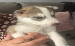 Siberian Husky dogs for sale: Siberian huskies  for sale  - Image 33