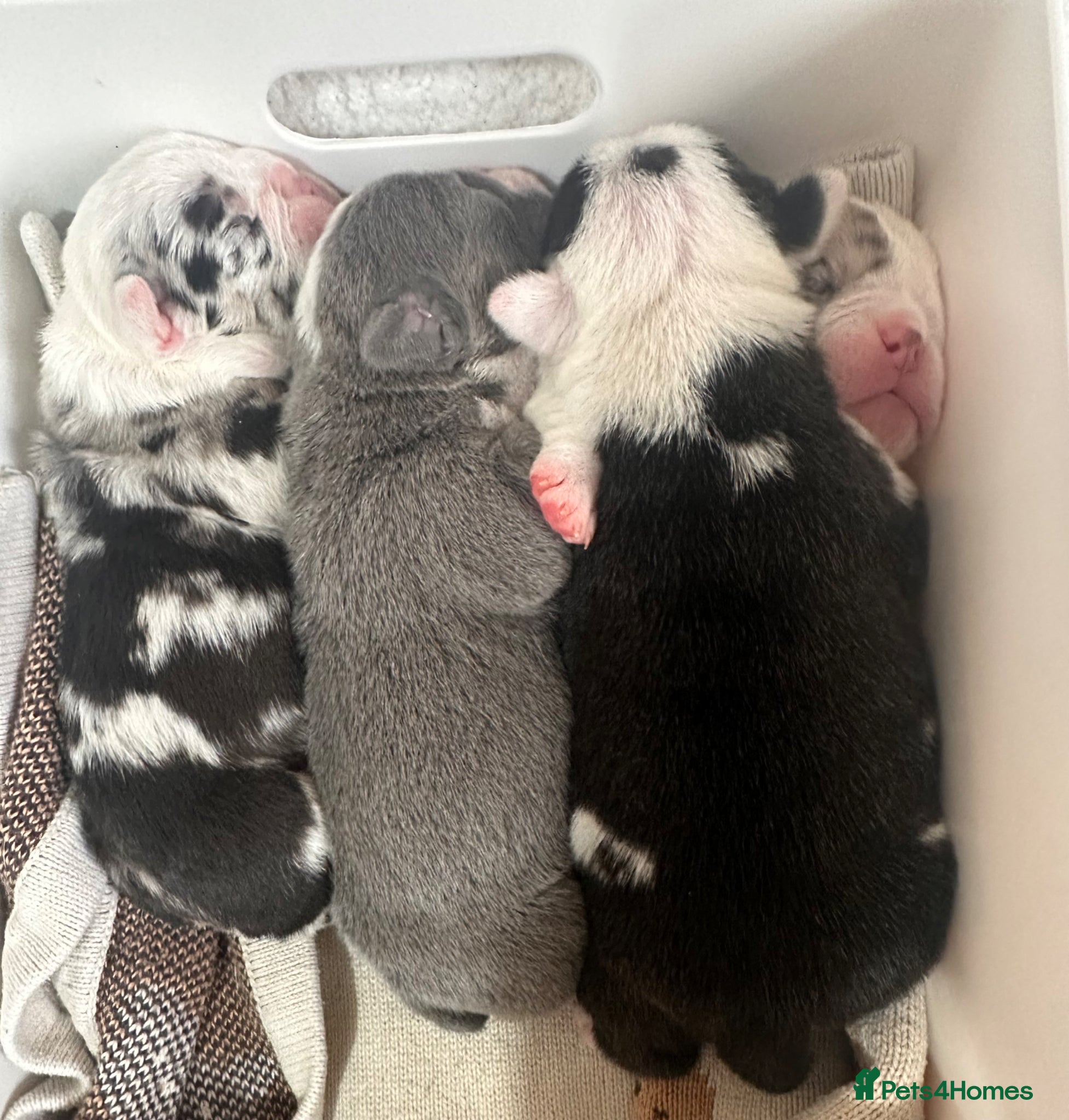 English Bulldog dogs 🐾 EXCEPTIONAL OLDE ENGLISH BULLDOG PUPPIES 🐾 - Advert 2