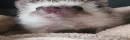 Pygmy Hedgehog rodents for sale: African pygmi headghog  in Mountain Ash - Advert 3