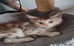 Maine Coon cats for sale: Stunning pedigree Mainecoon Kittens  - Image 21