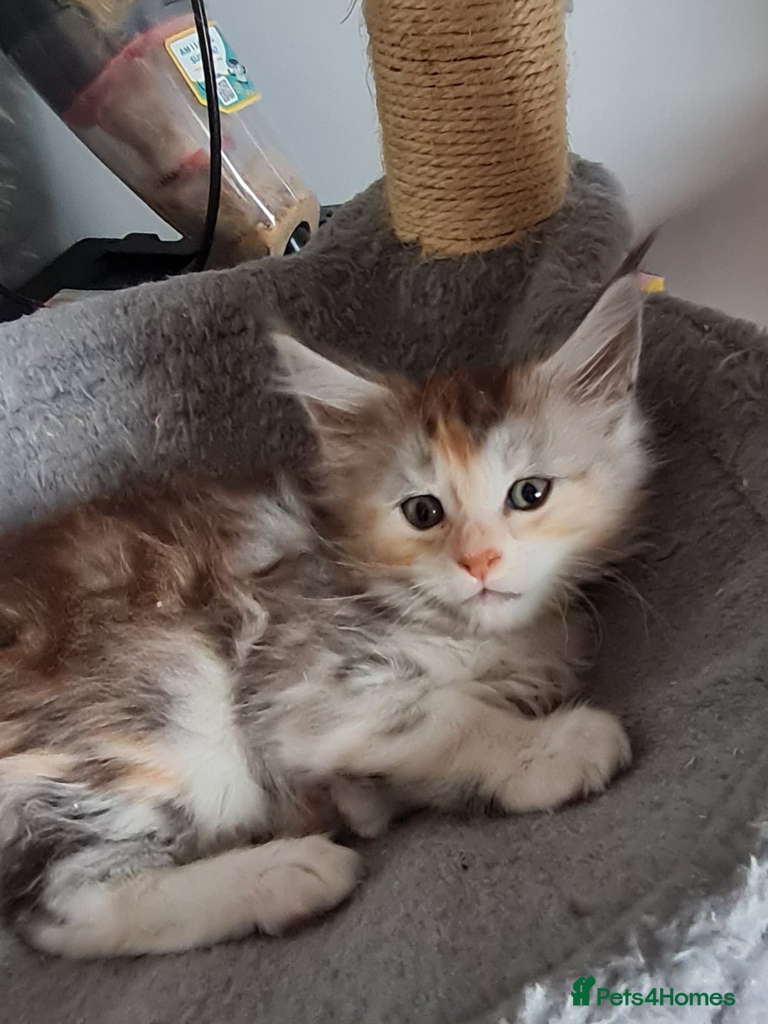Maine Coon cats for sale: Stunning pedigree Mainecoon Kittens  - Image 21