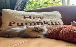 Persian cats for sale: Beautiful Pedigree Persians  - Image 26