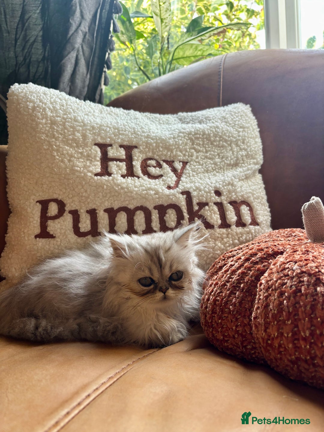Persian cats for sale: Beautiful Pedigree Persians  - Image 26