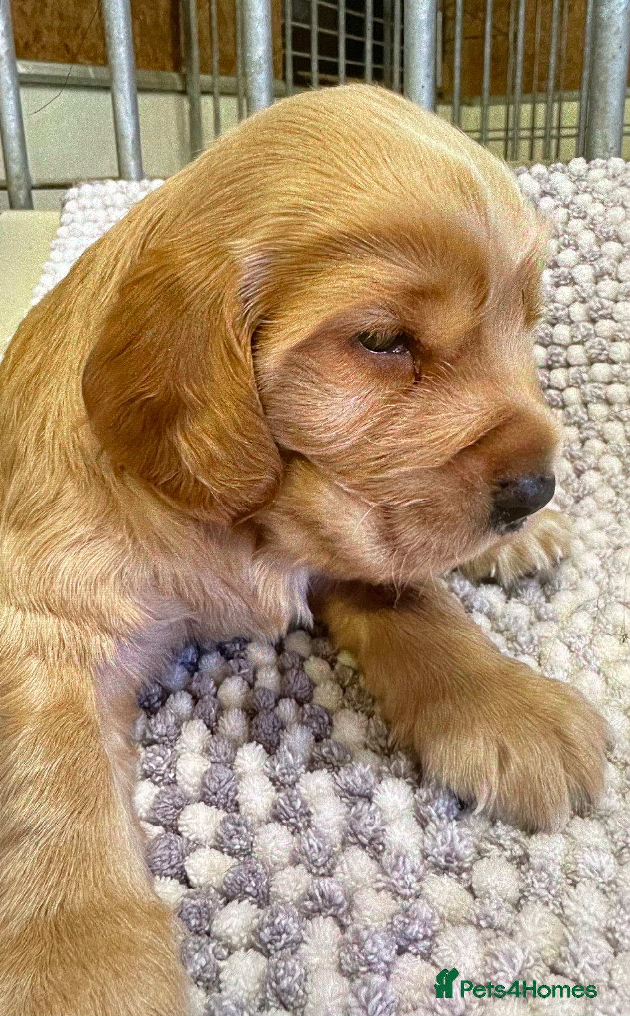 Cocker Spaniel dogs KC Working cocker spaniel puppies  - Advert 2