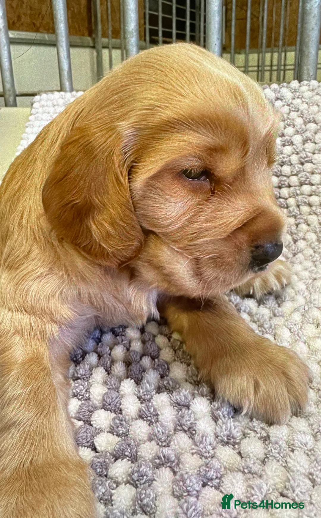 Cocker Spaniel dogs for sale: KC Working cocker spaniel puppies  - Advert 2