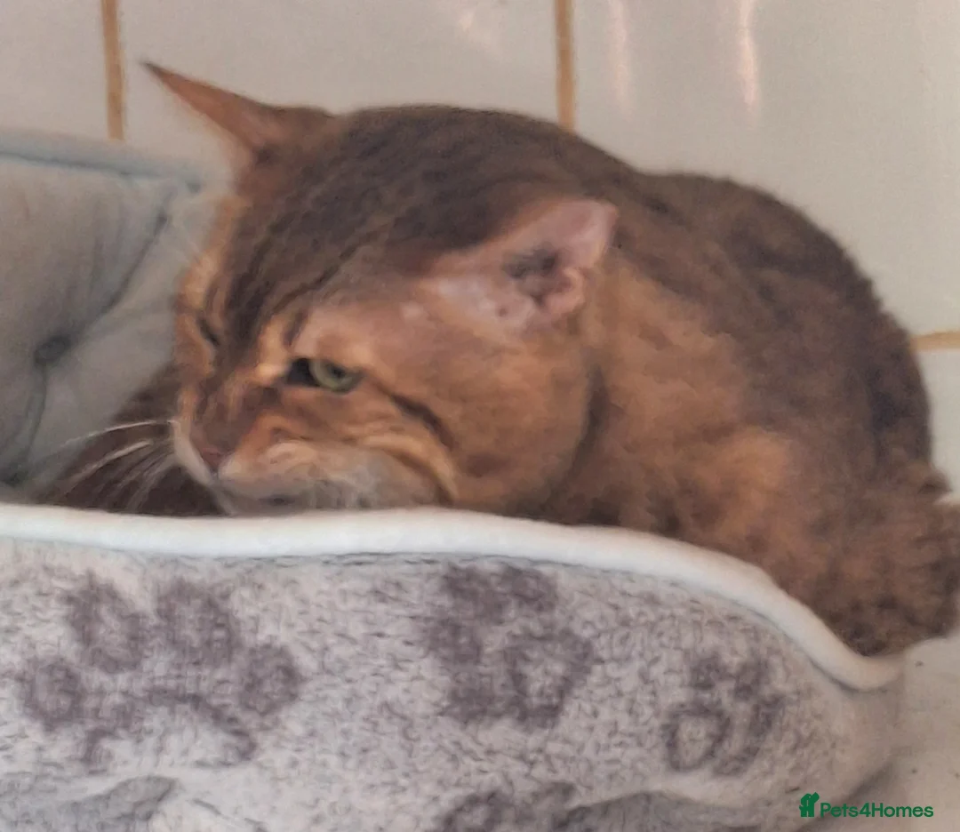 Savannah cats for sale: Savannah Tica SBTF5 Elton old needs a home - Advert 2