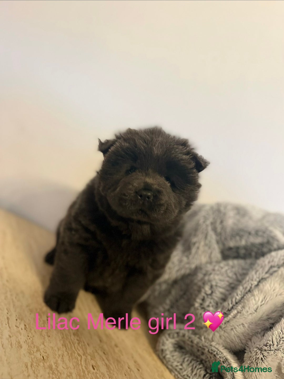 Chow Chow dogs for sale: Merle chow chow - Advert 8