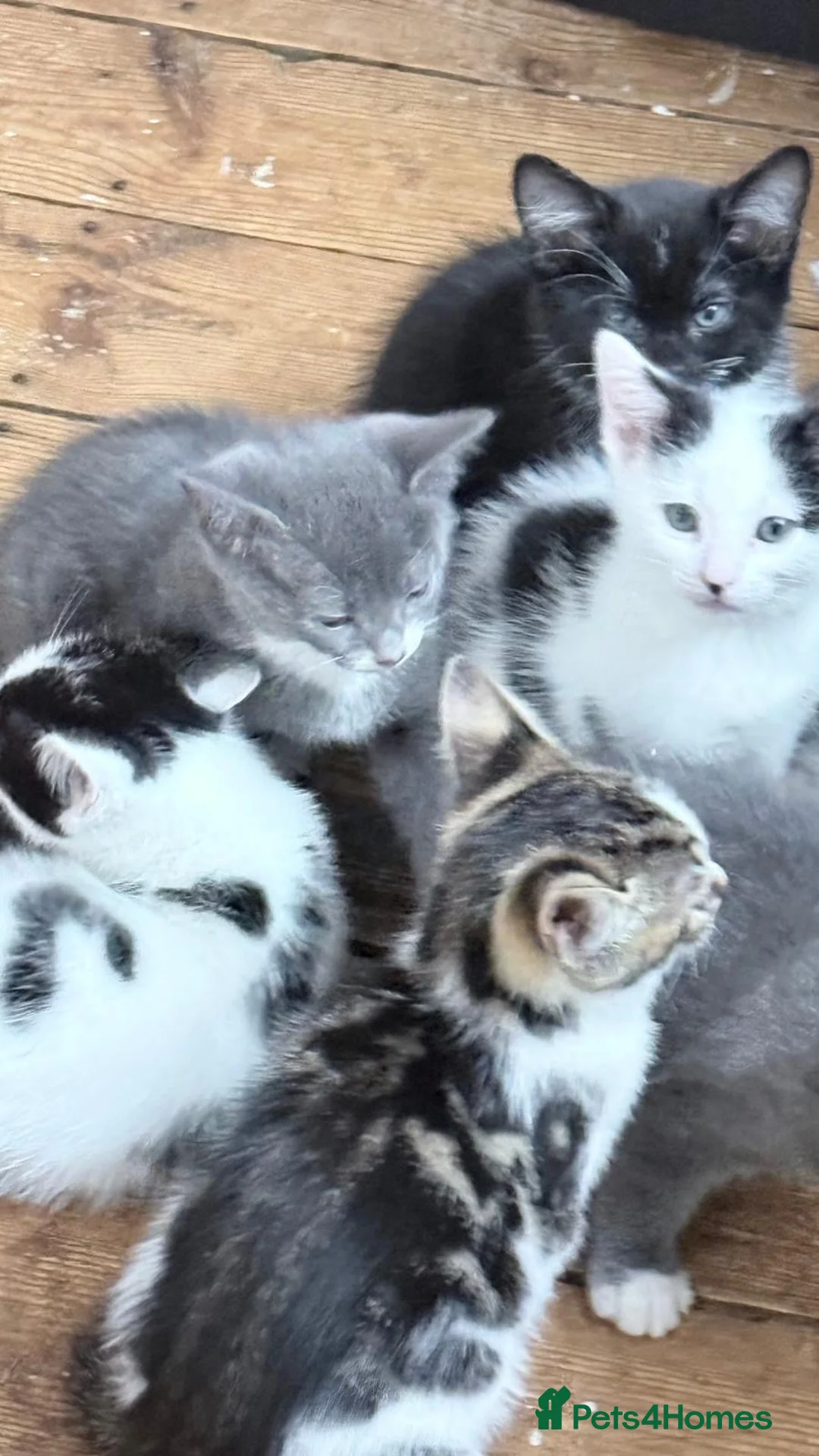 Mixed Breed cats for sale: Kittens for sale in Hinckley - Advert 1