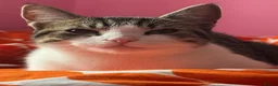 Mixed Breed cats for sale: ✨4 beautiful little kittens with their mother 💗✨ in Mansfield - Advert 6