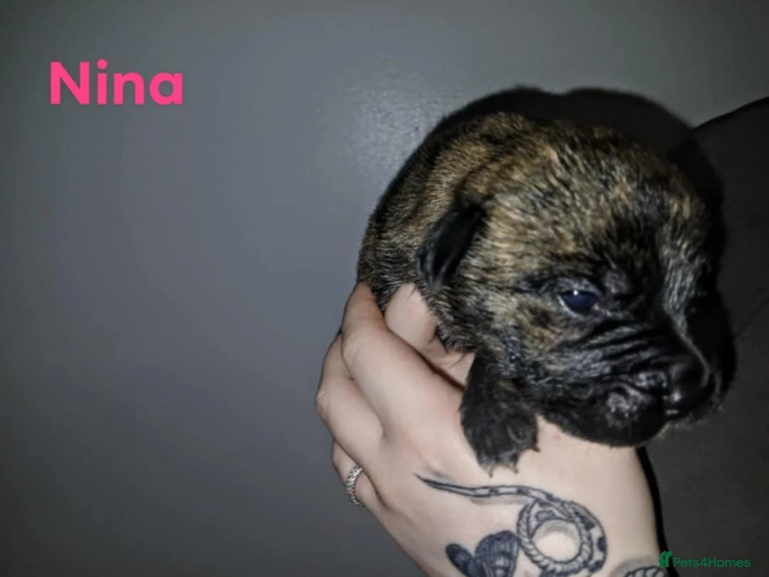 Mixed Breed dogs for sale: CANE CORSO X PRESA CANARIO PUPS £750 - Advert 23