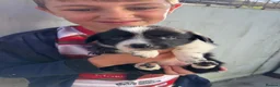 Border Collie dogs for sale: Beautiful Border Collie Pups Llanwrda in Llanwrda - Advert 6