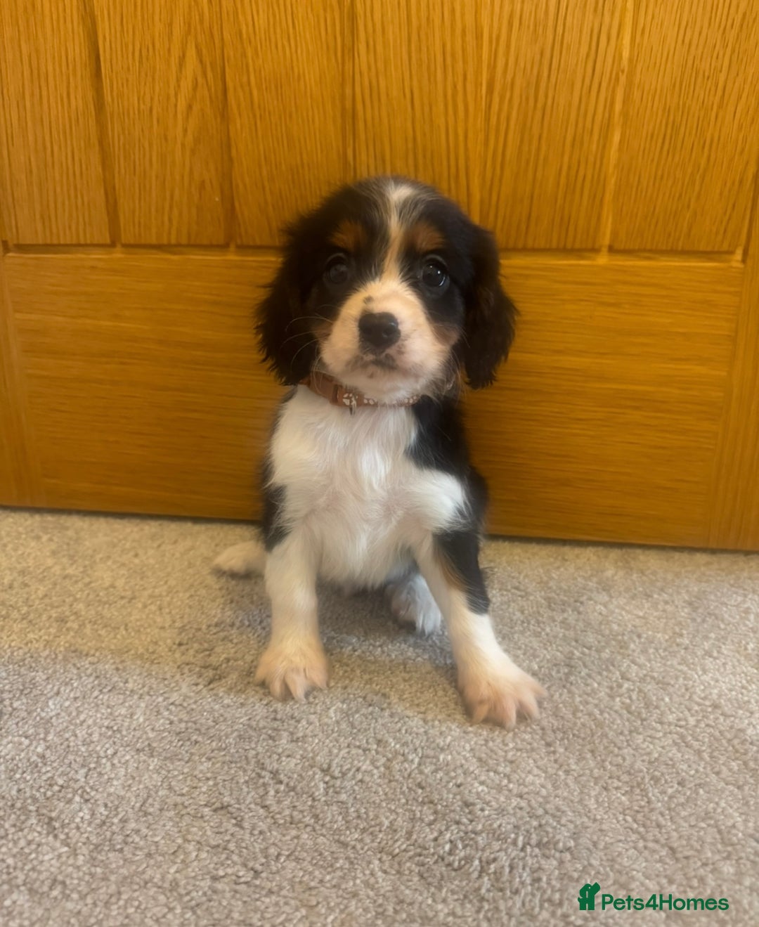 Cavalier King Charles Spaniel dogs for sale: Health tested cavalier King Charles  - Advert 7