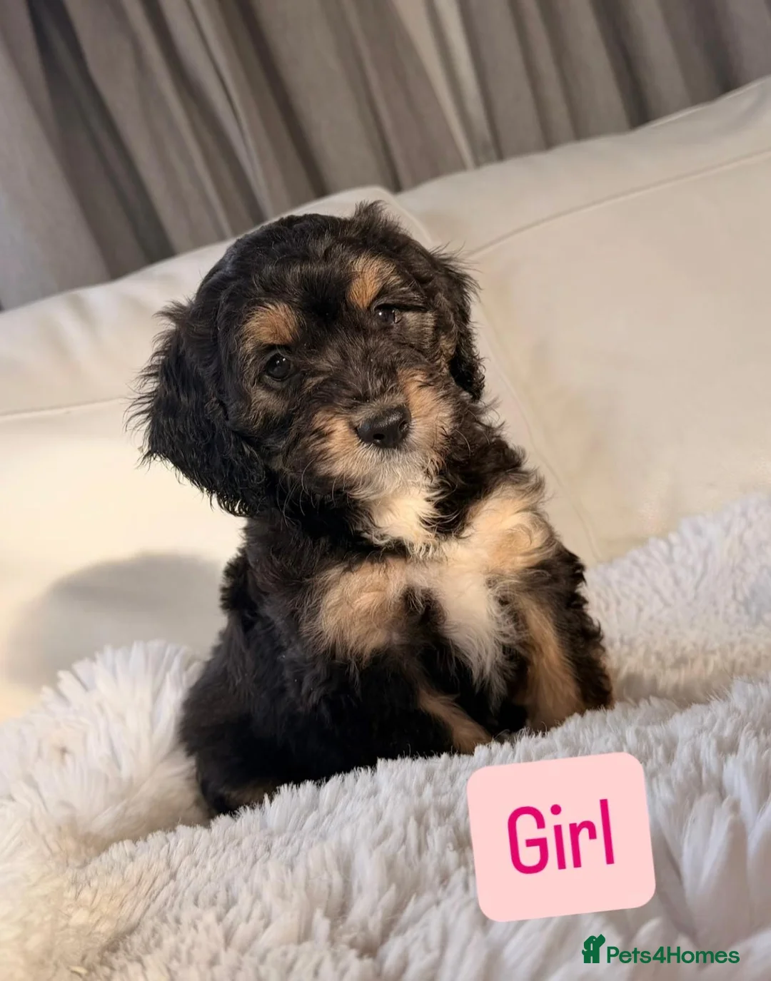 Cockapoo dogs for sale: F1 Cockapoo puppies  - Advert 4