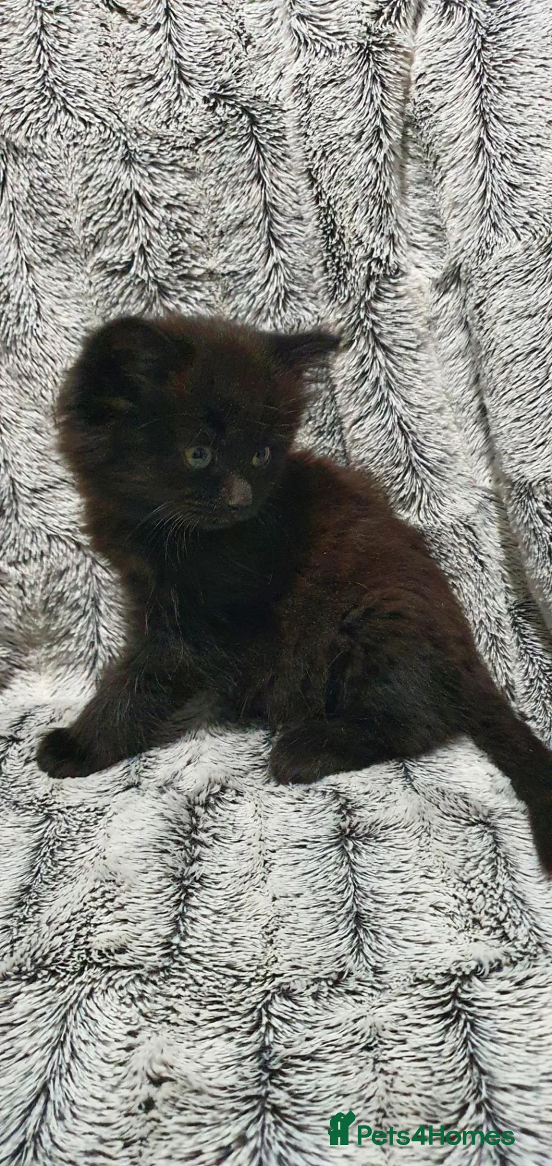 Mixed Breed cats for sale: 4 cute kittens  - Advert 9