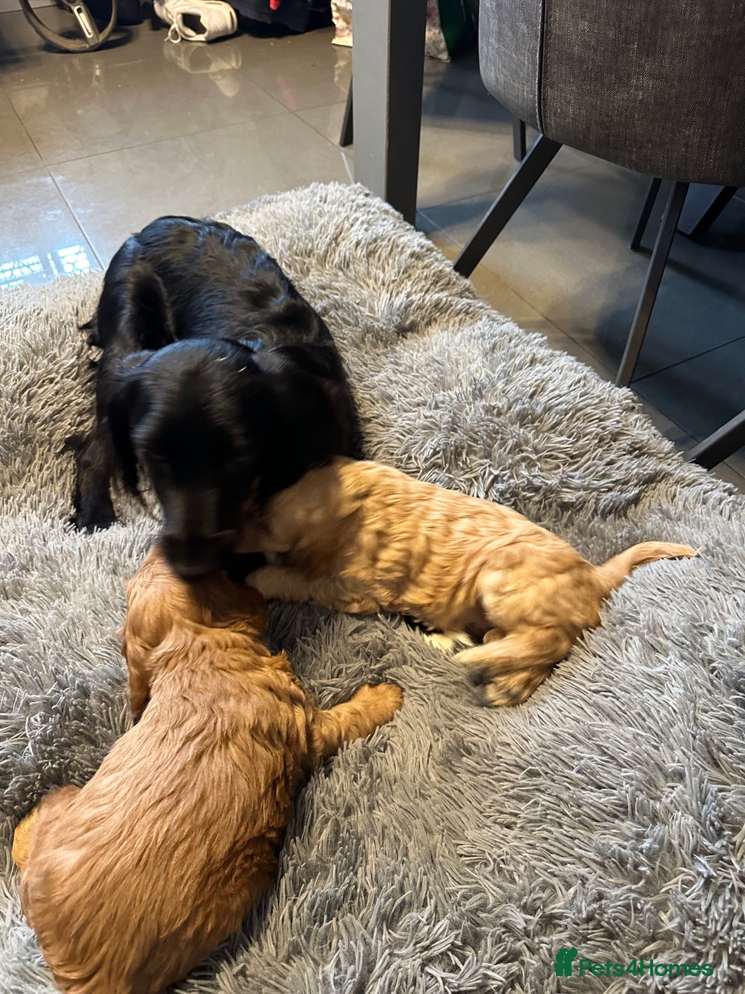 Cockapoo dogs for sale: F1 cockerpoo puppies  - Advert 17