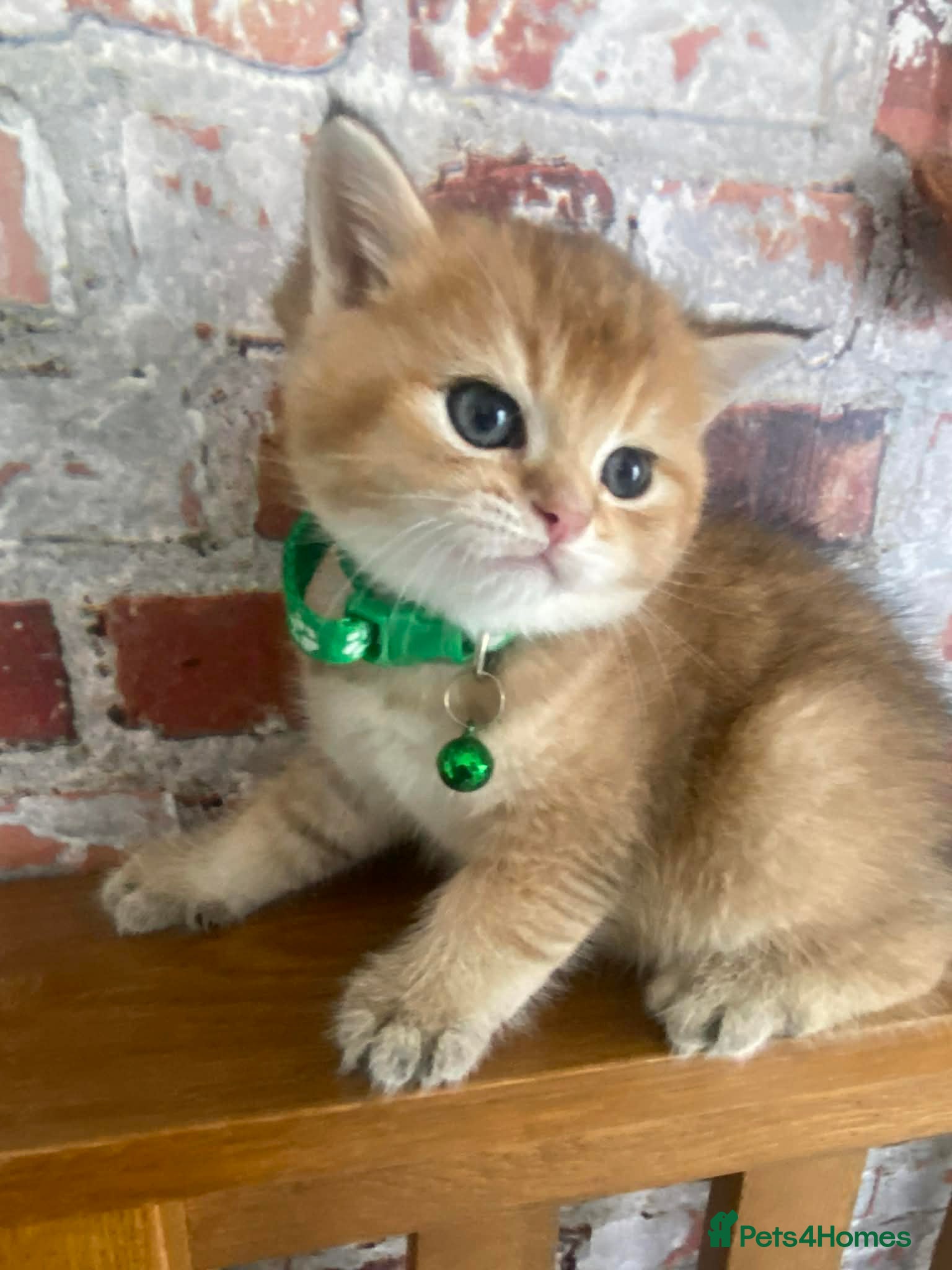 British Shorthair cats British shorthair kittens  - Advert 9