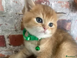 British Shorthair cats British shorthair kittens - Advert 4