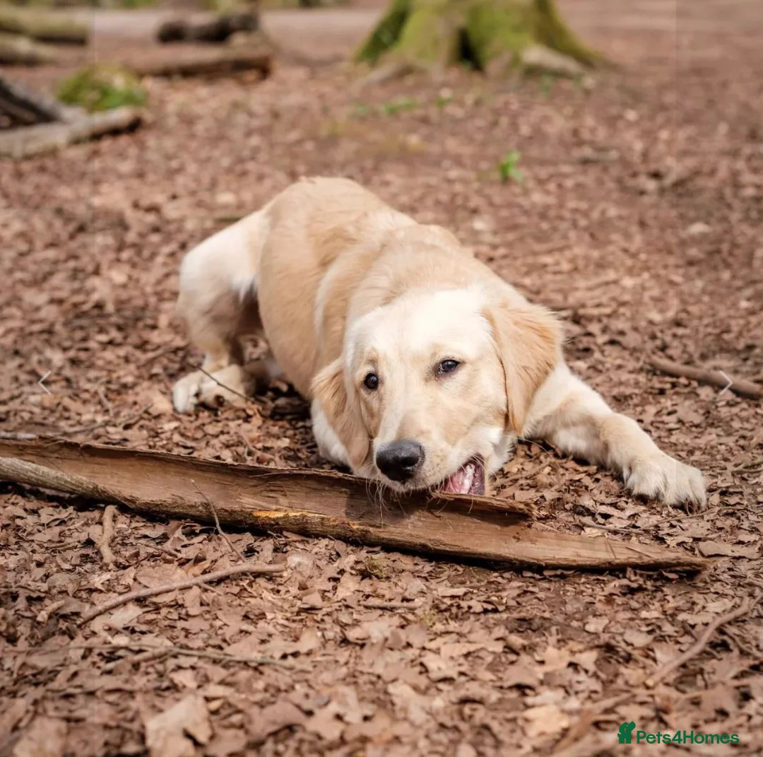 Golden Retriever dogs for stud: Proven Golden retriever - KC registered in Cardiff - Advert 9